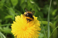 Bee Friendly Lawn Mowing Services 