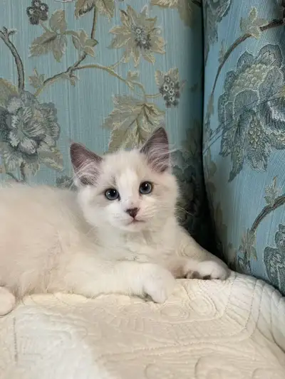 3 months Ragdolls, View more