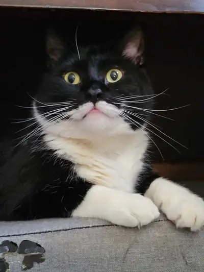 Batman needs a new home, View more