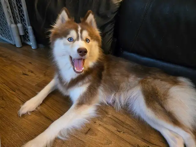 Pomsky Puppies in Dogs & Puppies for Rehoming in Norfolk County - Image 11