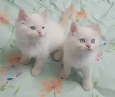 Purebred Himalayan kittens for rehomeing, View more