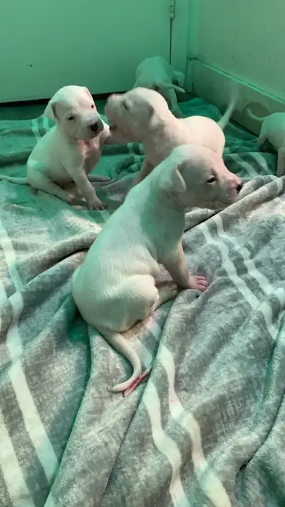 dogo argentino puppies, View more