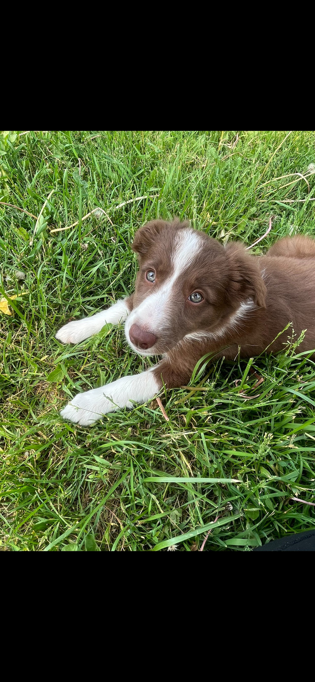 Registered smooth coat border collies ready to go Dogs & Puppies for
