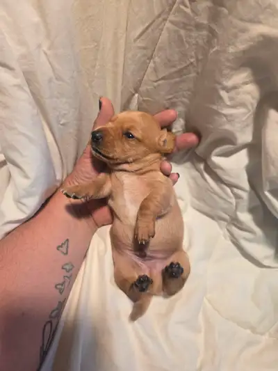 Dachshund for sale, View more