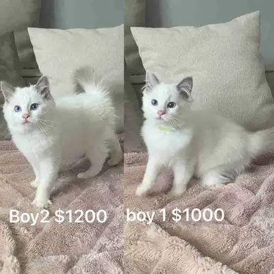 Tica Ragdoll chatons, View more