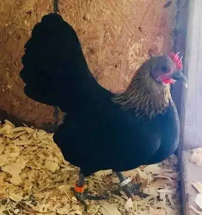 I'm Looking for OLD ENGLISH GAME BANTAMS dont need show quality just want some for my backyard pen f...