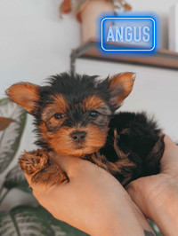 READY TO GO Beautiful Yorkshire Terrier Puppies (Yorkie)