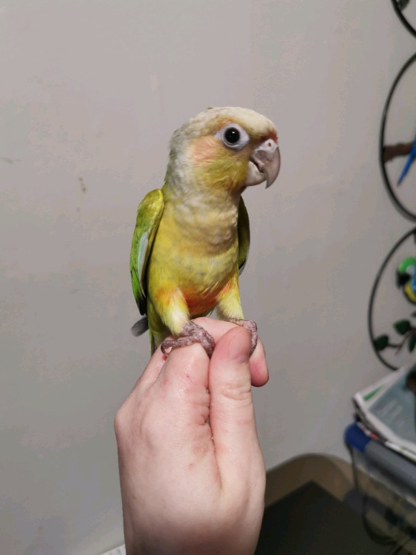 American Dilute Green Cheek Conure Babies Birds for Rehoming Saint