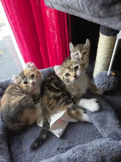 chaton  prêt  Highland lynx x calico, View more
