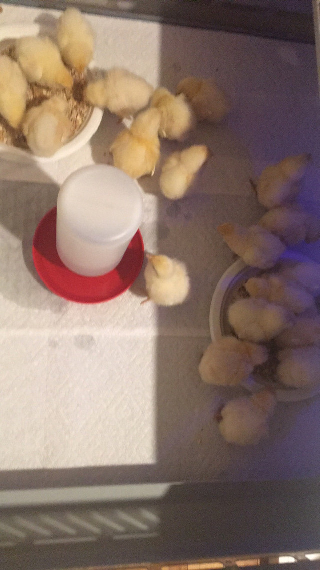 Bresse Chicks  in Livestock in Trenton - Image 3