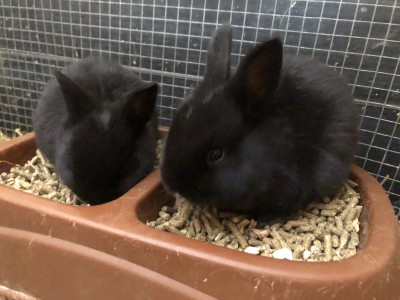 Mini Flemish bunnies - Only a few left 