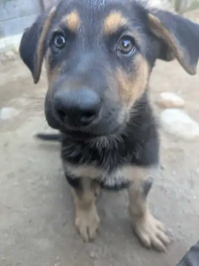 Jolies Chiots Berger Allemands, View more