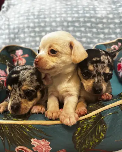 Chihuahua Puppies!!!!!, View more