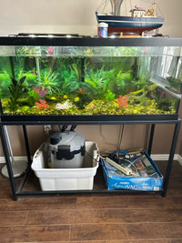 Fish tank and filter