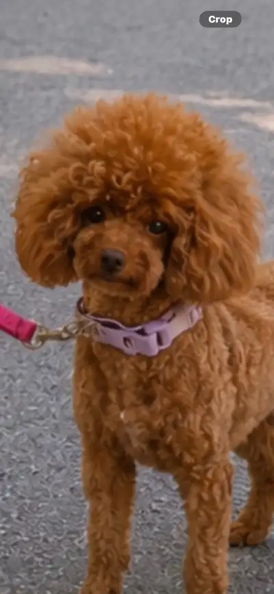 Male. Purebred, Red, Toy/poode,  fully vaccinated, View more