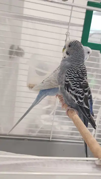 2 Budgies for sale, View more