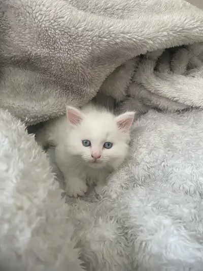 Venez rencontrer nos adorables petits minous, de véritables boules d'amour à la recherche de leur fa...