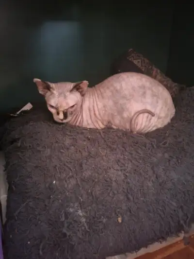 Sr Sphynx cat for adoption, View more