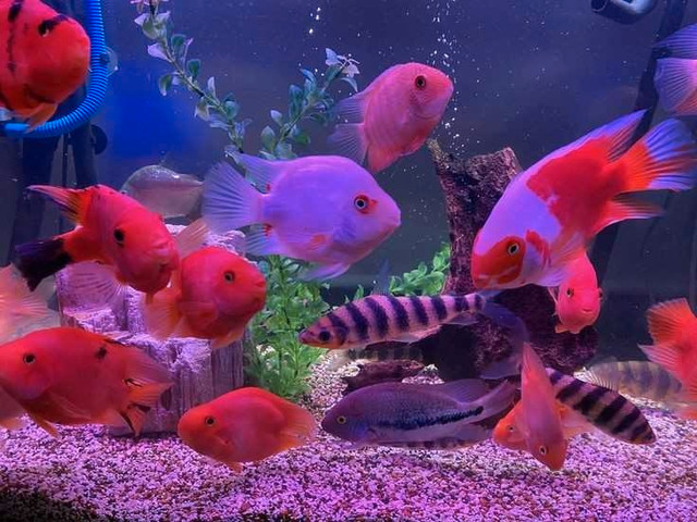 We Take Unwanted Cichlids. Contact us! :) in Fish for Rehoming in Edmonton - Image 2