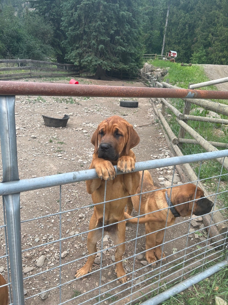 Mastiff Puppies Dogs & Puppies for Rehoming Kamloops Kijiji