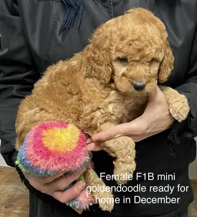 ❤️F1B mini and F1 medium (1 male, 1 female) goldendoodles ready for home in December. F1B mini and m...