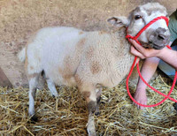Hair Mix Breed Ram Lamb