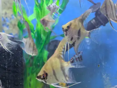Golden Marble or Smokey Angelfish Medium Size , View more