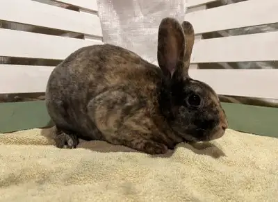 Mini Rex Bunnies , View more