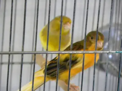 JACCUEILLE    OISEAUX  POUR  LA VIE, View more