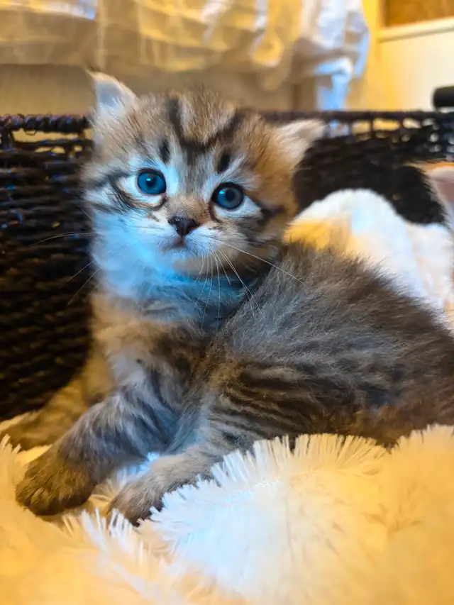Pedigree Siberian Kittens Available