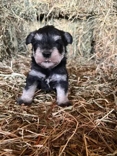 Krentz Schnauzer’s , View more