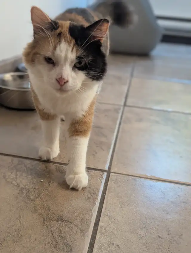 chat à adopter in Cats & Kittens for Rehoming in Saint-Hyacinthe - Image 3