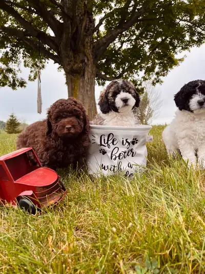 Labradoodle Puppies, View more