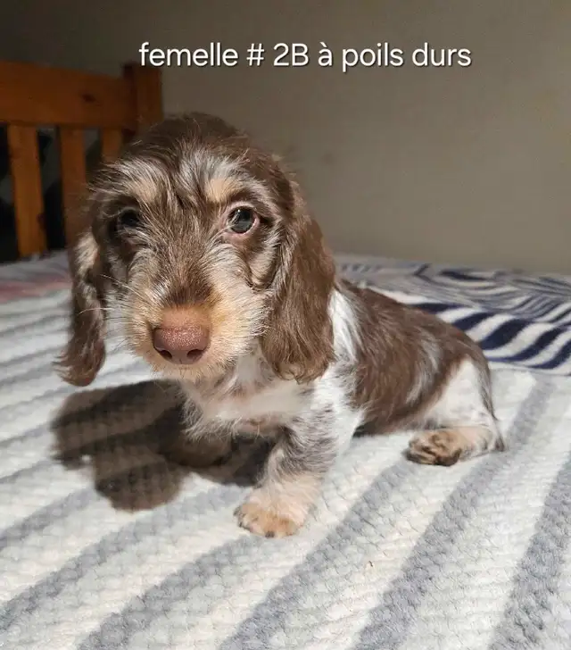 chiots teckel dachshund puppies in Dogs & Puppies for Rehoming in Victoriaville - Image 9