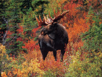Moose/Deer/Bear Camp Membership