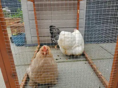 Young Bantams laying hens for sale, View more
