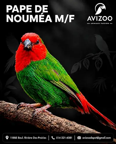 PAPE DE NOUMEA M/F DISPONIBLES, View more