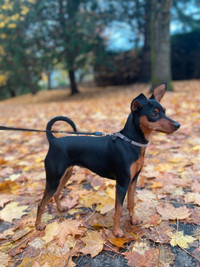 1.5 year old min pin for re homing to good family only