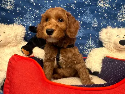 PRICE REDUCED FOR THE LAST PUPPY!!! The regular adoption fee for our Multigenerational Australian La...