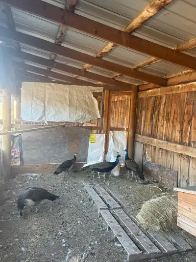 2 coming 2 year old peacocks Indian blue. 2 coming yearlings peacocks 1/2 Indian blue,1/2 white. 1 t...