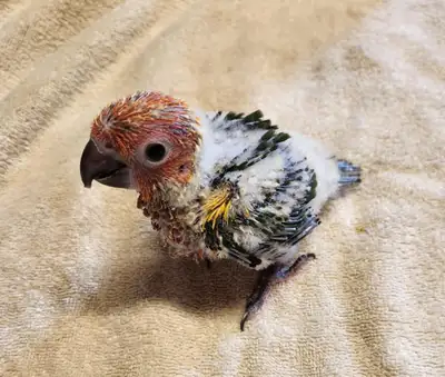 sun conure babies, View more