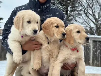 Note- only female puppies left. Ready to go today . First come first serve Purebred golden retriever...