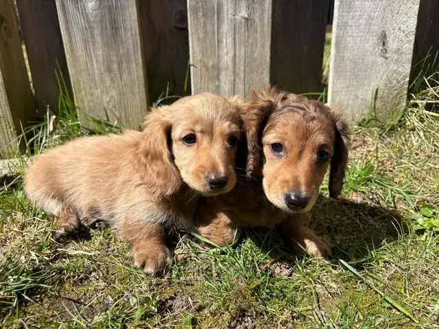 Mini Dachshund Puppies in Dogs & Puppies for Rehoming in Markham / York Region - Image 3