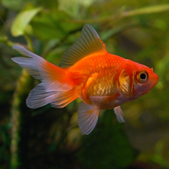 Gorgeous L127 and Fantail Babies  For Aquarium Fish Tank in Fish for Rehoming in Ottawa