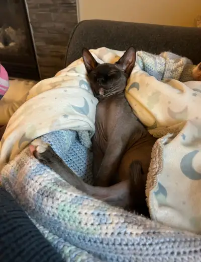 Zira, ADOPTED! ✅ thank you all for the inquiries and lovely messages. Saying goodbye was a hard choi...