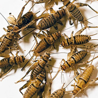 Boxes of 1000 count feeder crickets for sale.