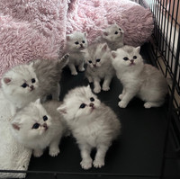 kittens finding new home