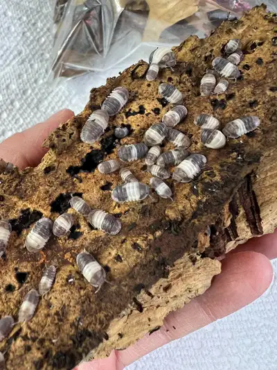 Panda King Isopods, View more