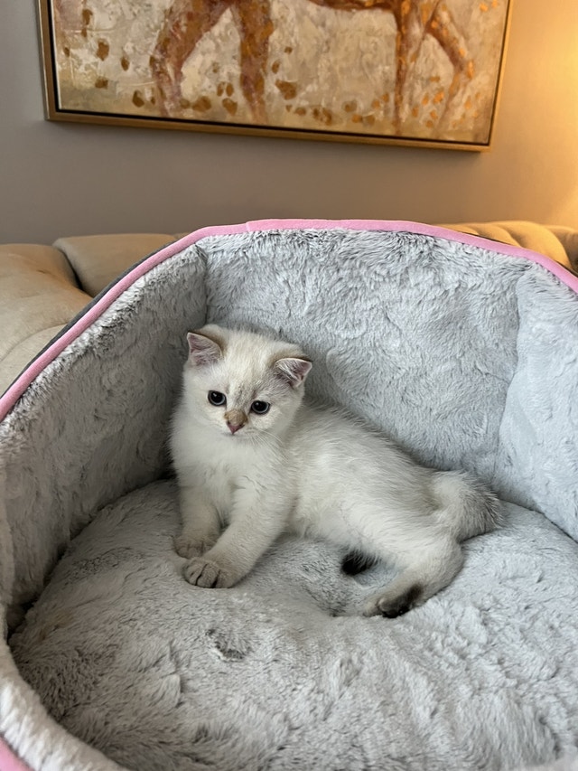 Shorthair British kittens Cats & Kittens for Rehoming Ottawa Kijiji