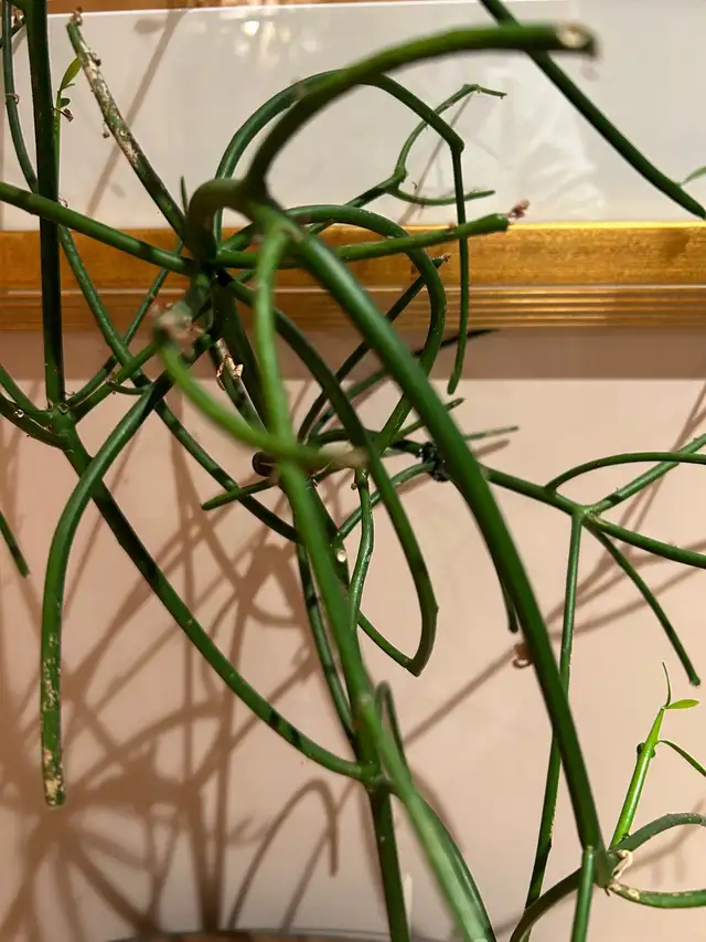 Pencil Cactus plant in Other in City of Toronto - Image 4